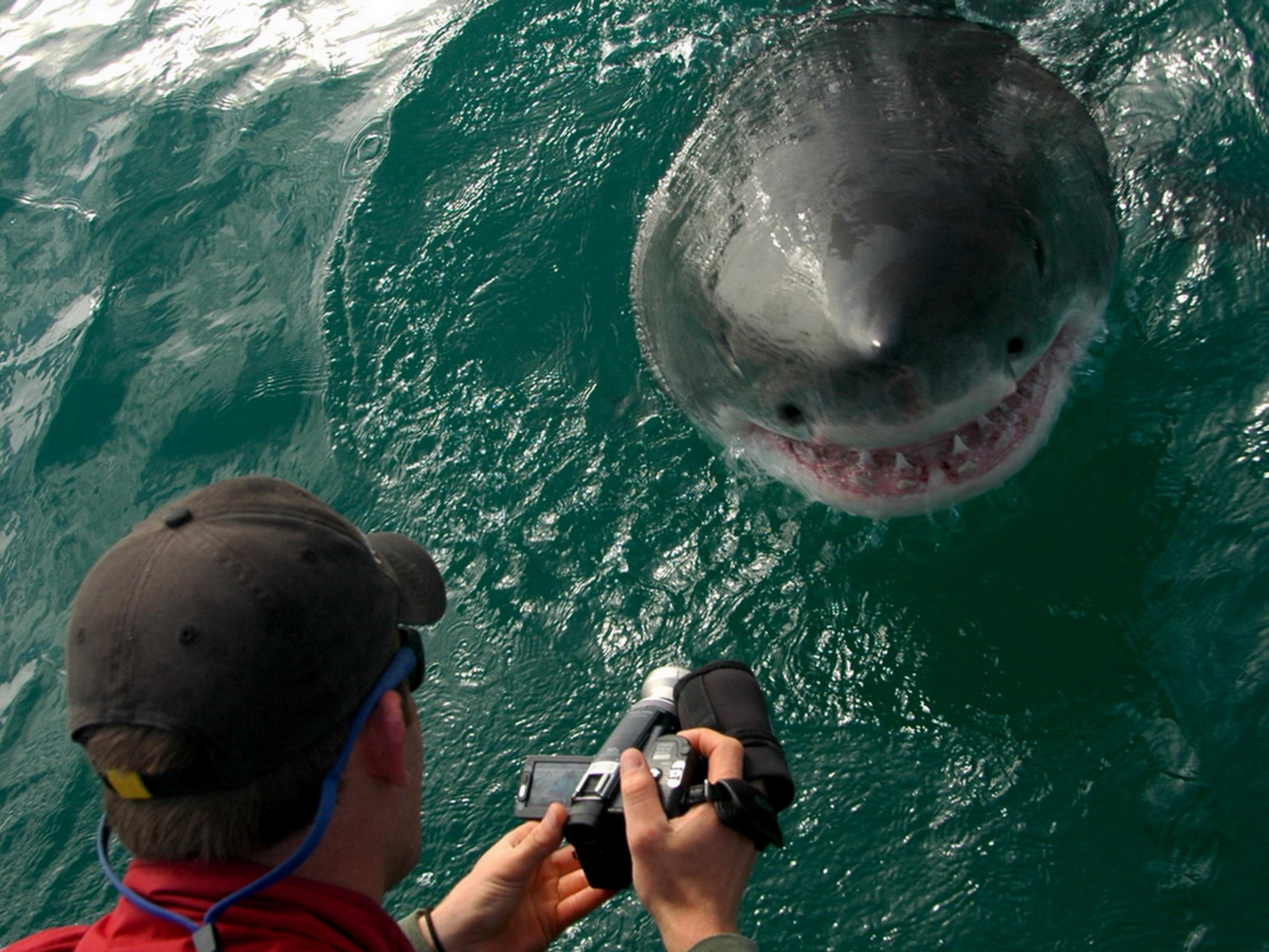 Нападение большого. Белая акула людоед кархародон. Гансбай ЮАР акулы. Большая белая акула кархародон челюсти.