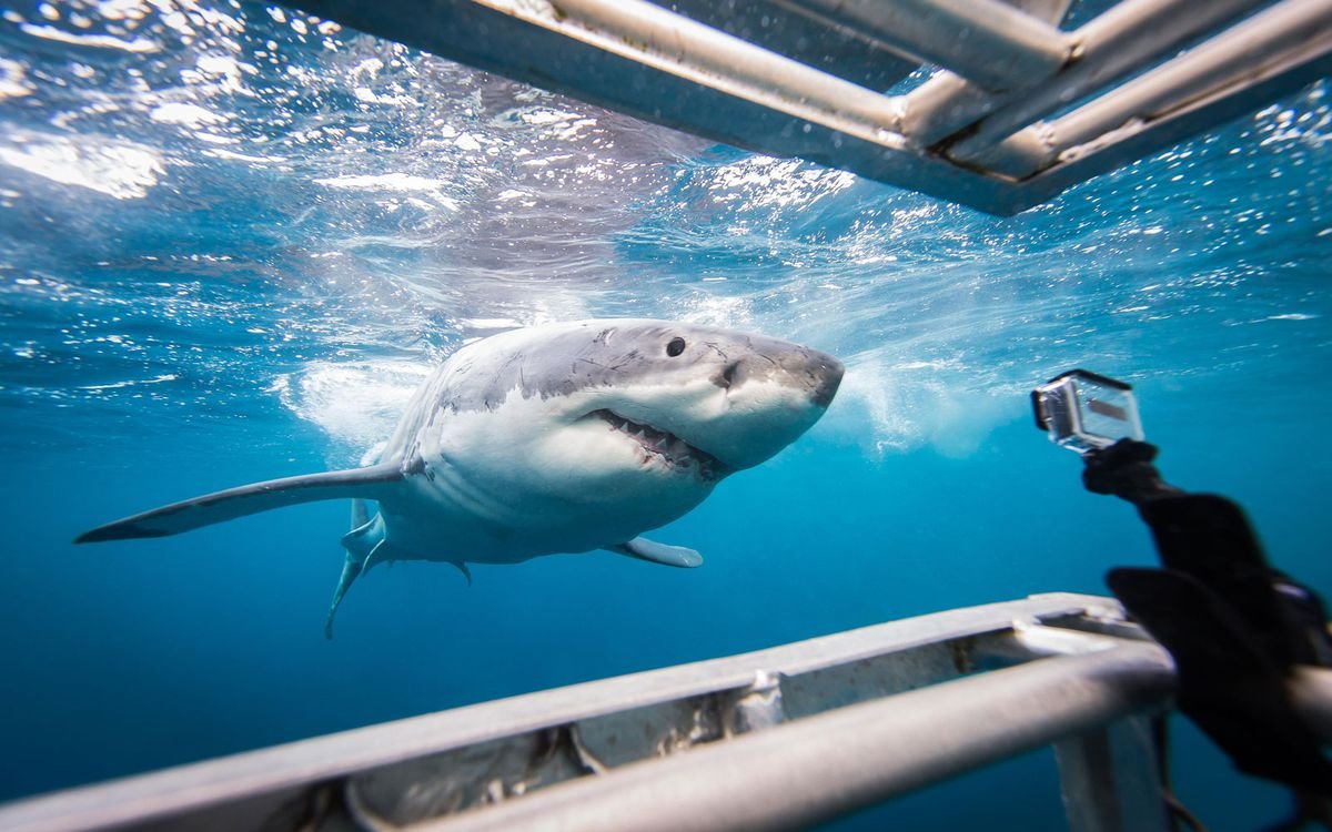 Гигантская белая акула