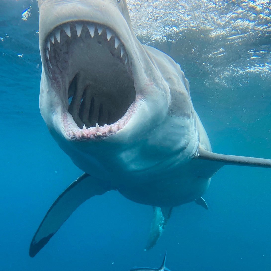 Самые необычные акулы в мире