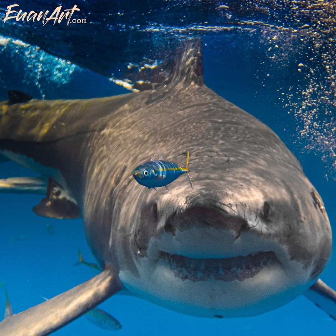 Белая акула людоед кархародон