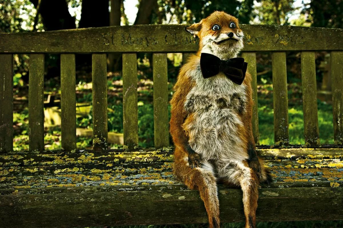 Упоротый Лис