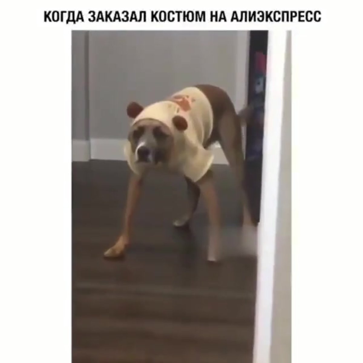 Голландская овчарка Квазимодо псина