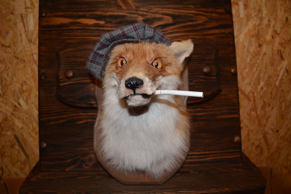 Прикольные чучела животных