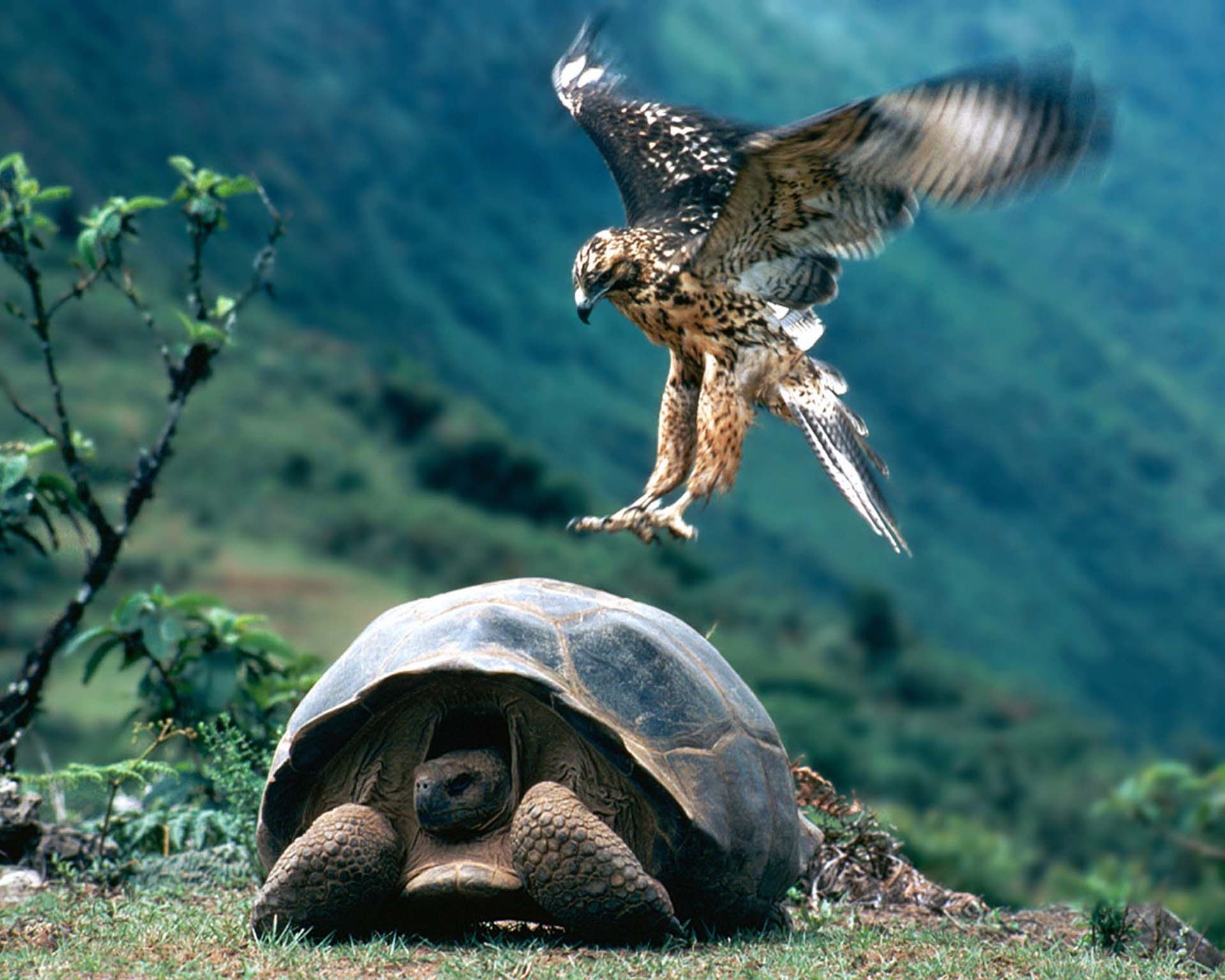 Птица кидай. Галапагосский ястреб. Черепаха хищник. Летающая черепаха. Черепаха и птица.