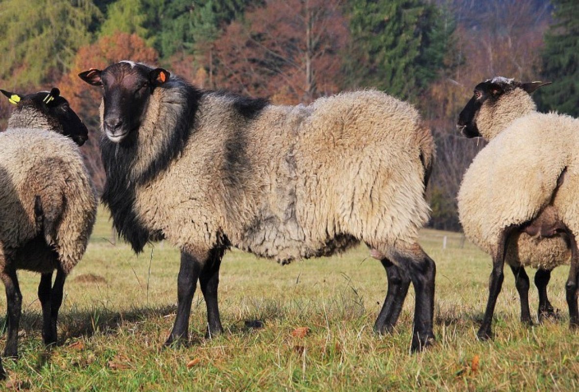 Романовская порода баранов. Сараджинская порода овец. Грубошерстные породы овец Романовская. Романовская порода овец.