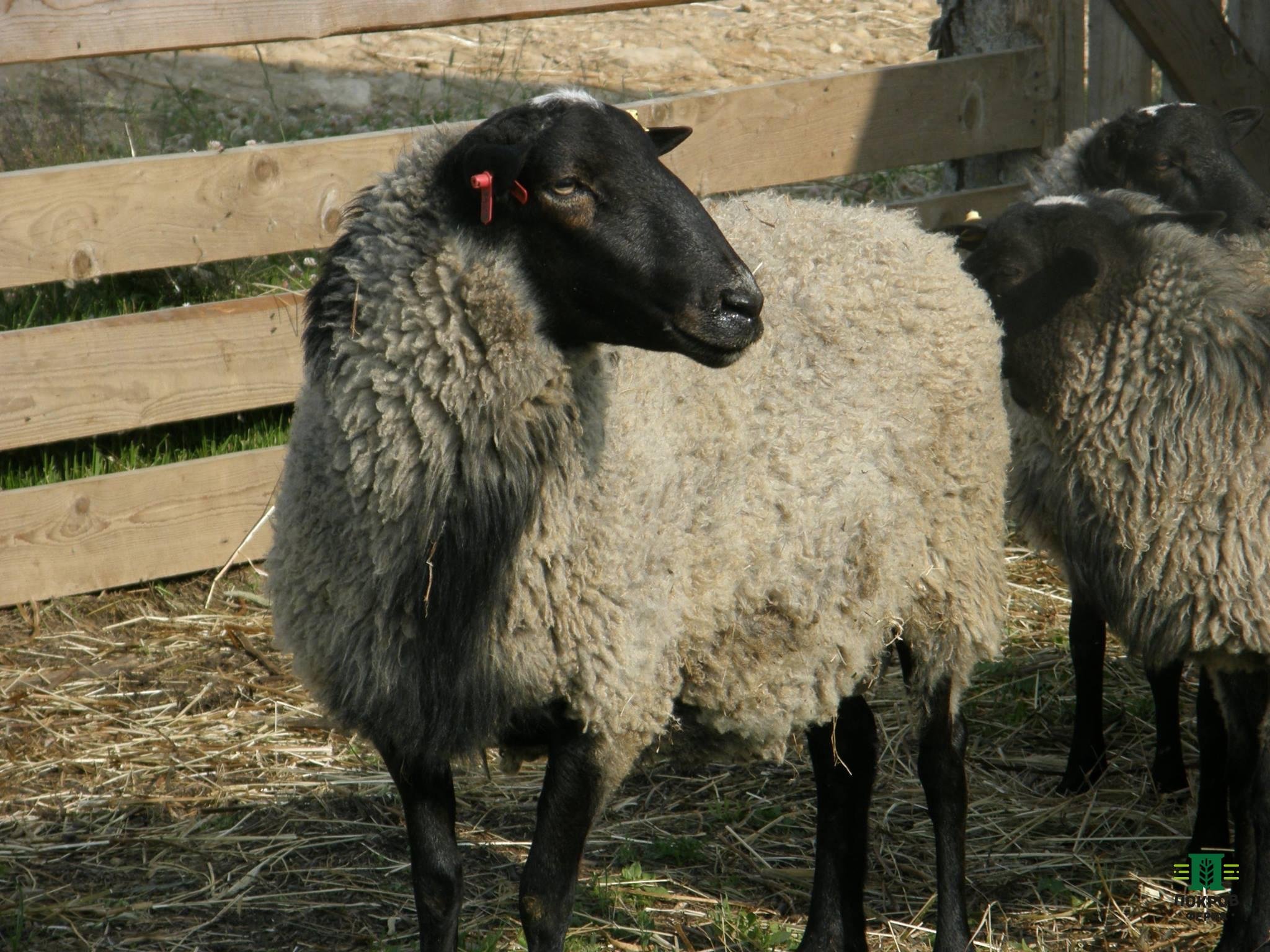 Куплю овец ягнят. Грубошерстные породы овец Романовская. Ягнята Романовской породы. Романовская порода Баранов. Романовская порода овец.