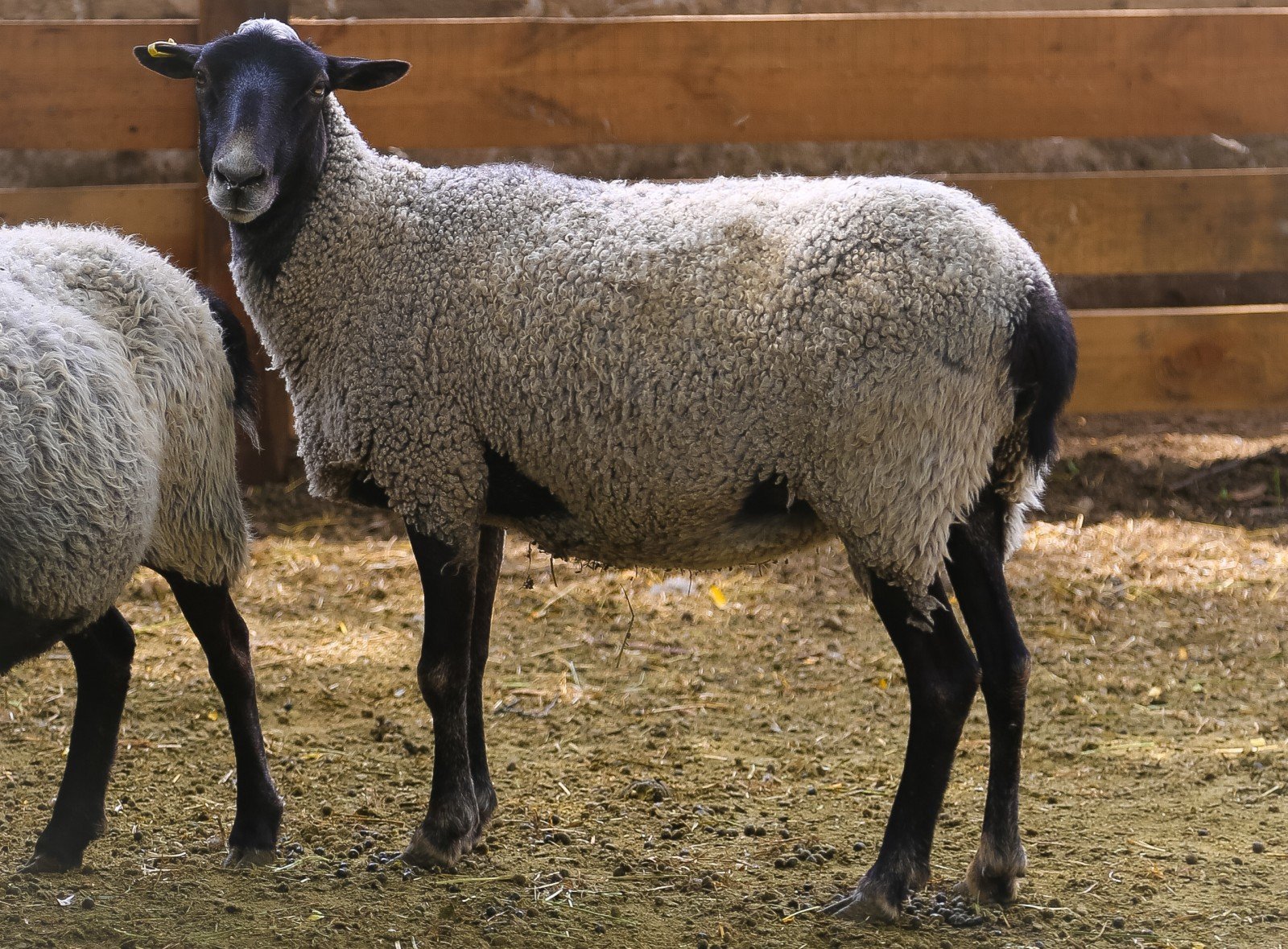 Овцы романовские характеристика. Романовская порода овец. Романовская порода Баранов. Сараджинская порода овец. Грубошерстные породы овец Романовская.