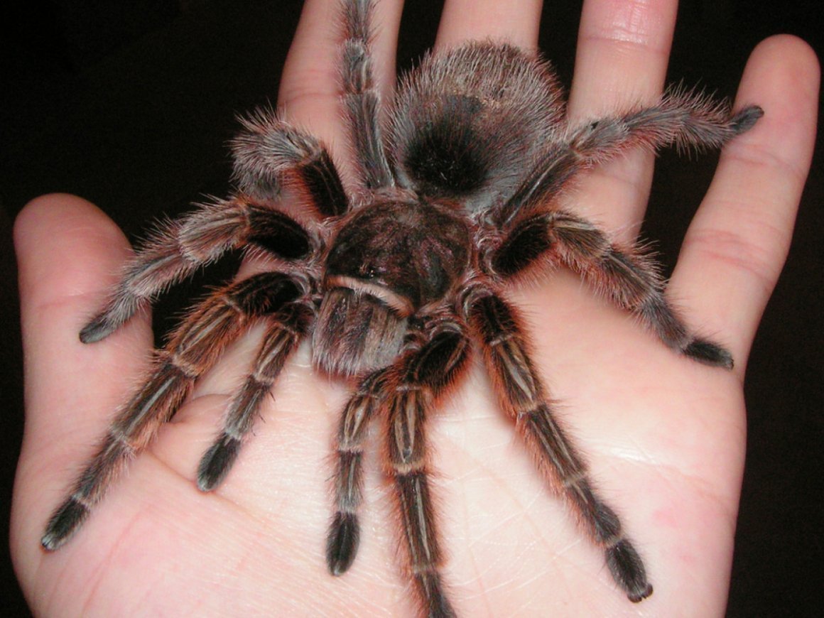 Тарантул Lycosa Narbonensis