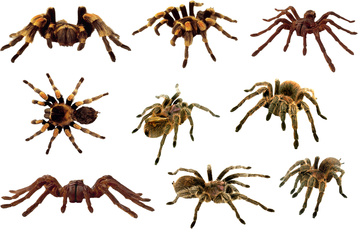 Паук на прозрачном фоне