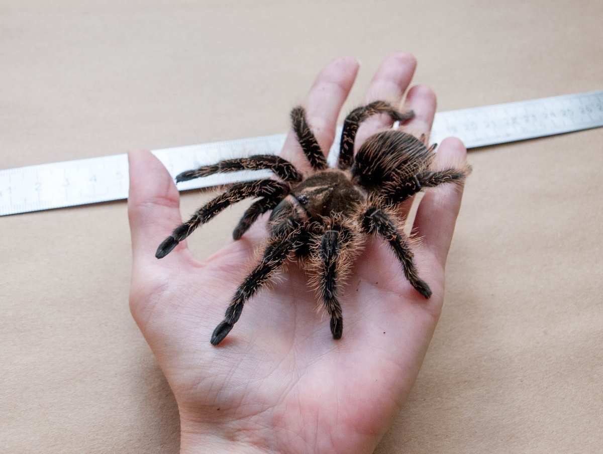 Домовой паук Tegenaria Agrestis