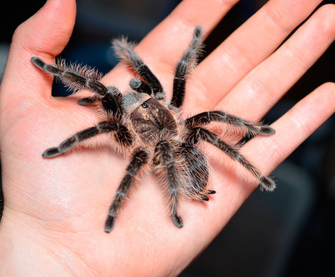 Паук Brachypelma albopilosum