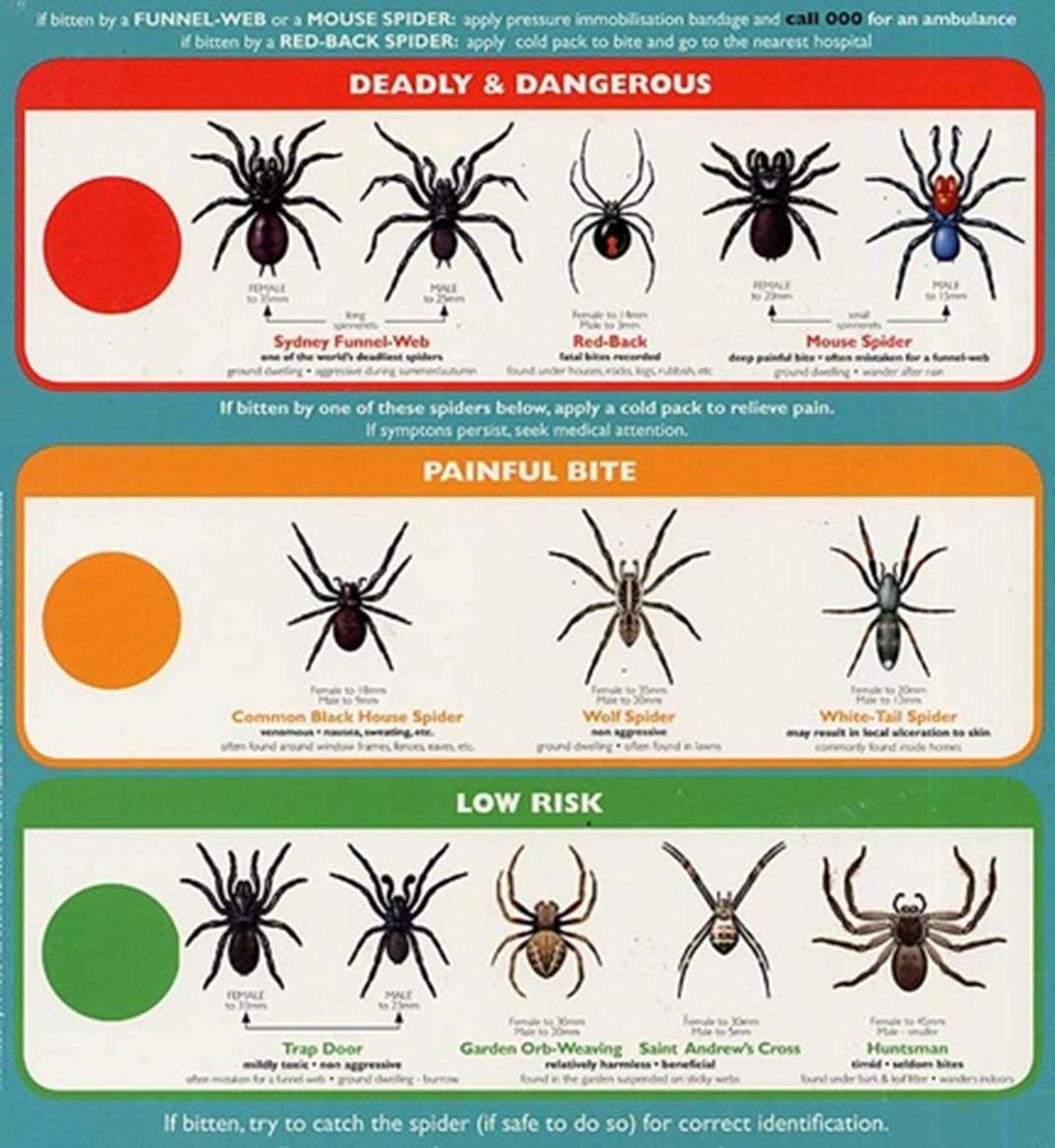 Australian Spider Chart