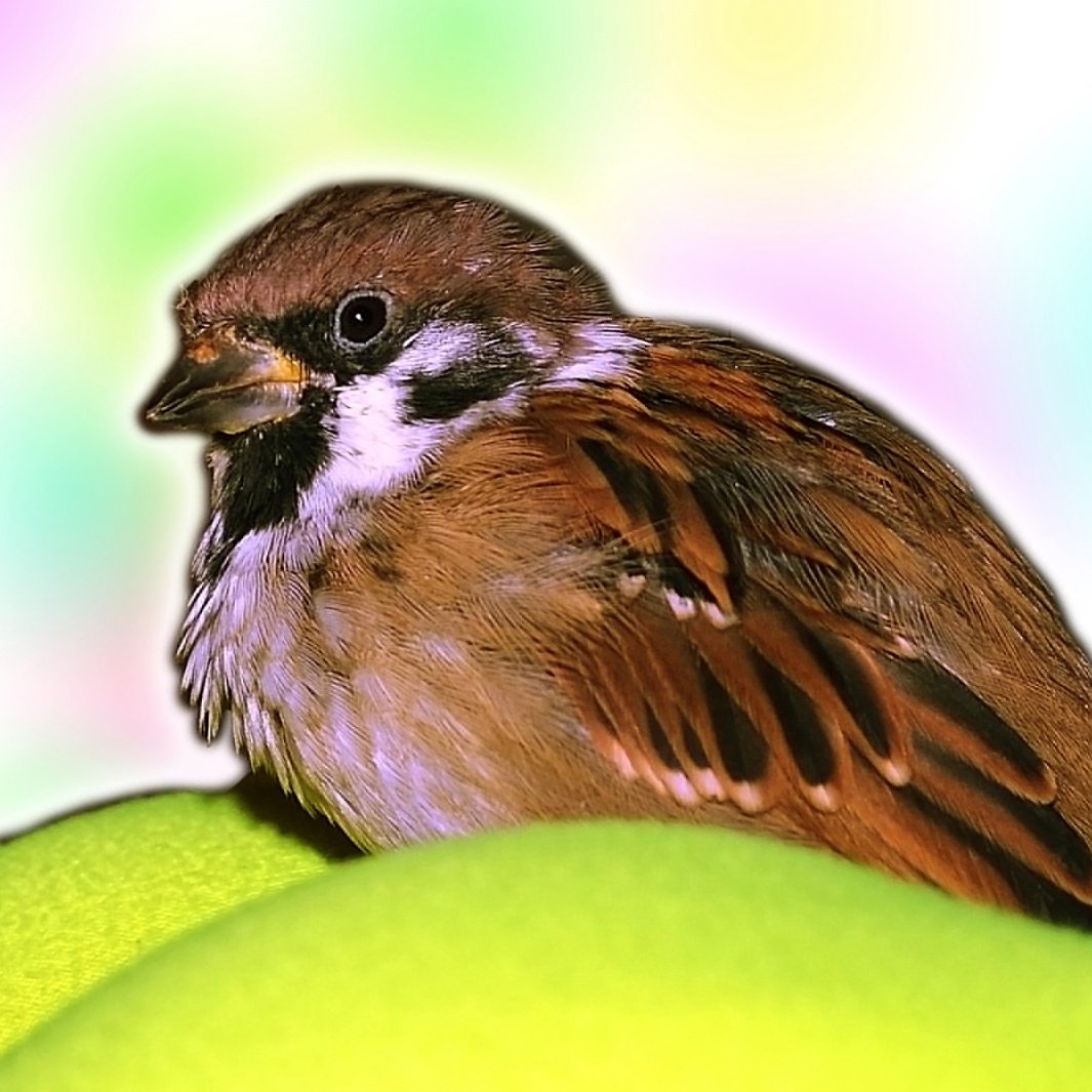 Какого цвета домашний Воробей