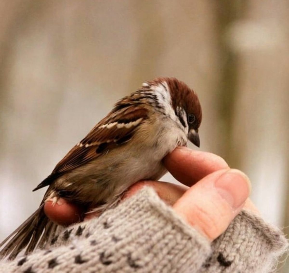 Воробей на руке