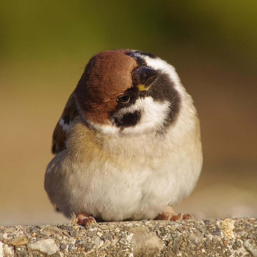 Воробей домашний питомец