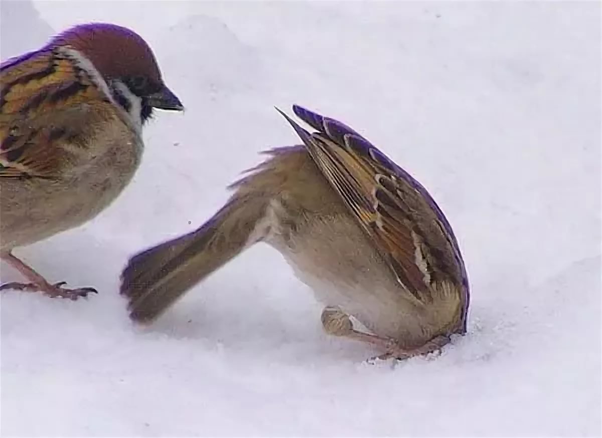 Смешной Воробей