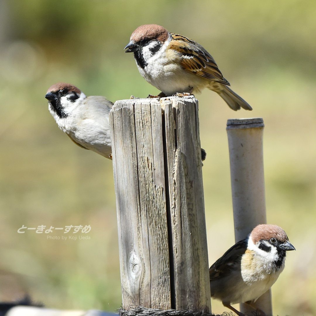 Необычные воробьи