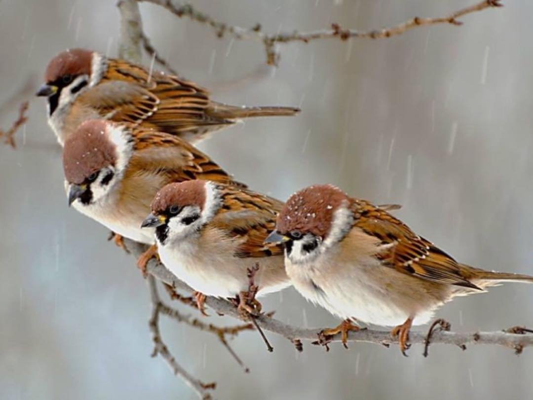 Февраль воробьи