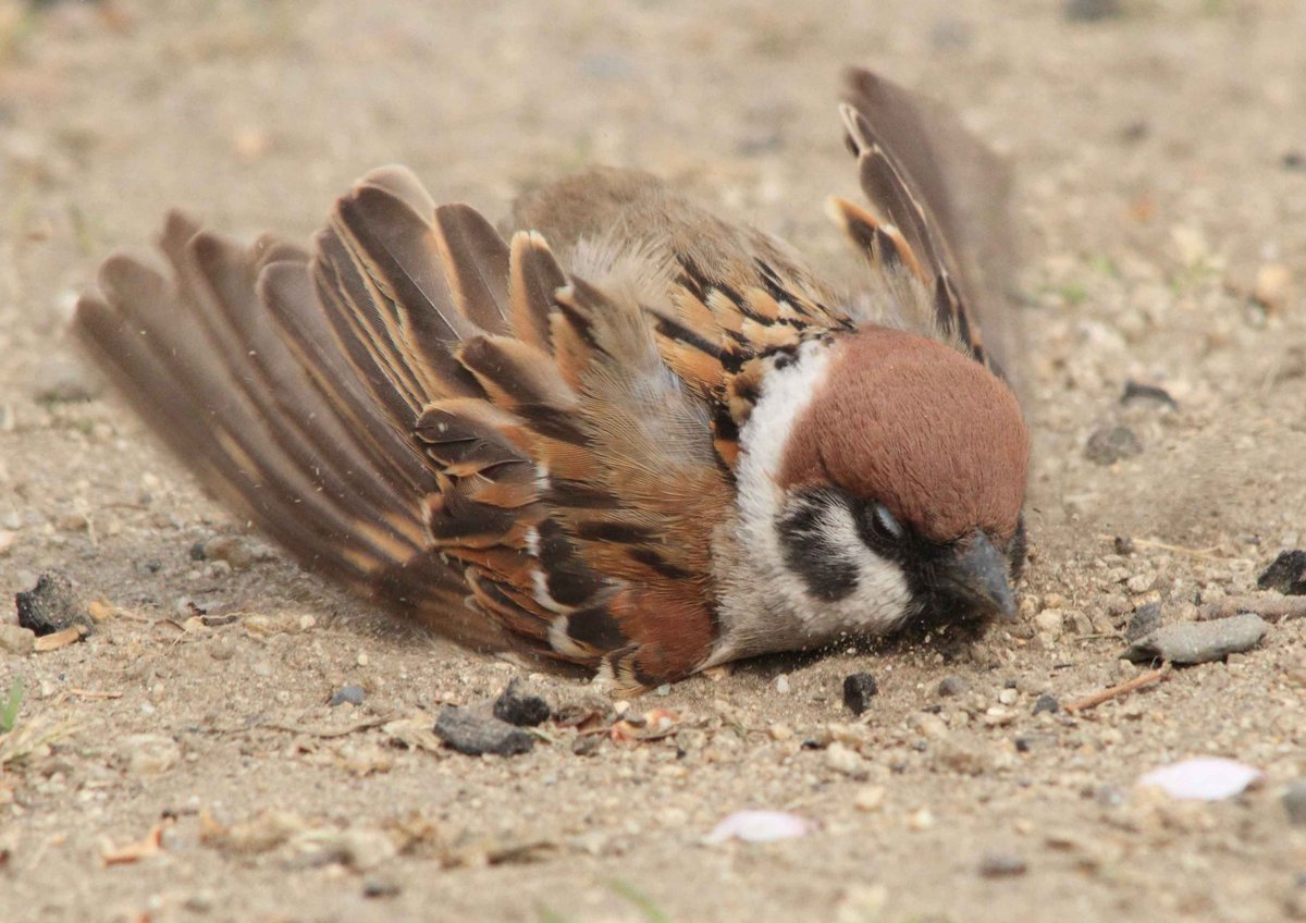 Южноафриканский Воробей