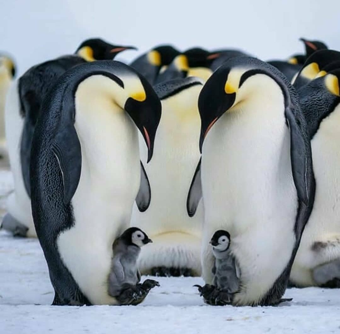 О пингвинах например