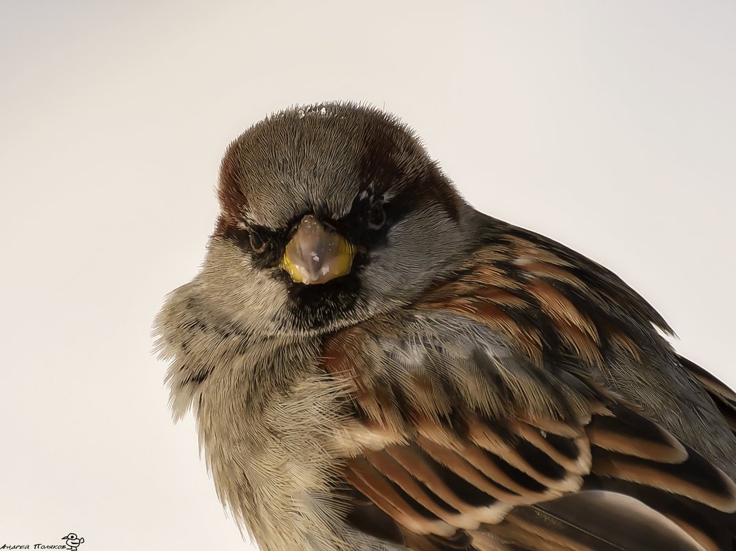 Злой Воробей