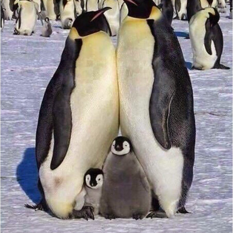 Домашние пингвины