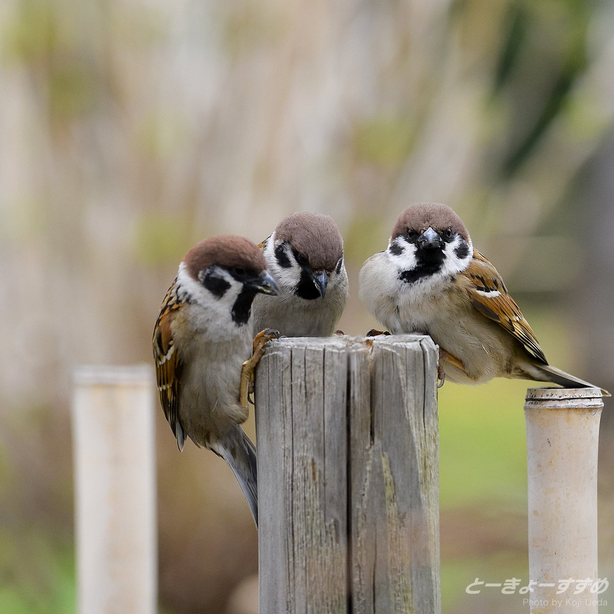 Зимующие птицы дальнего Востока