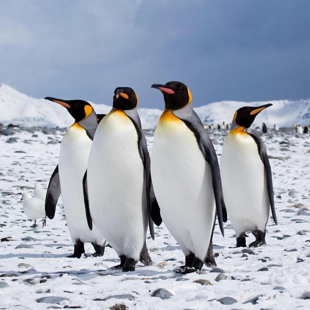 Перуанские пингвины