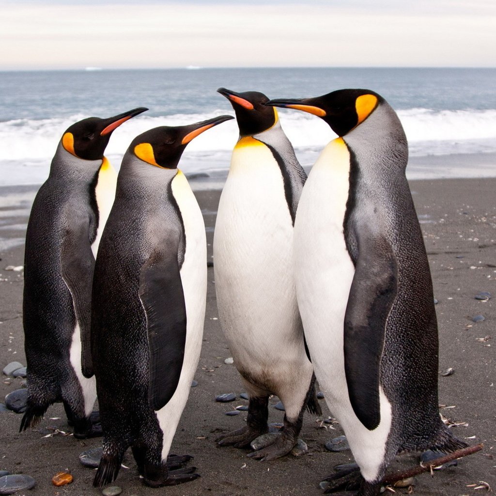 Королевские пингвины Южная Америка