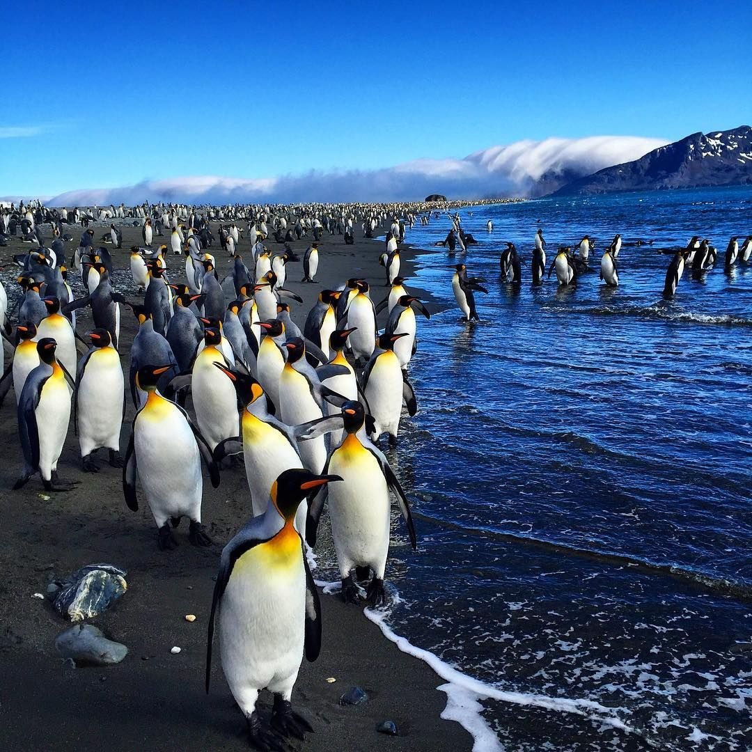 Королевский Пингвин в Антарктиде