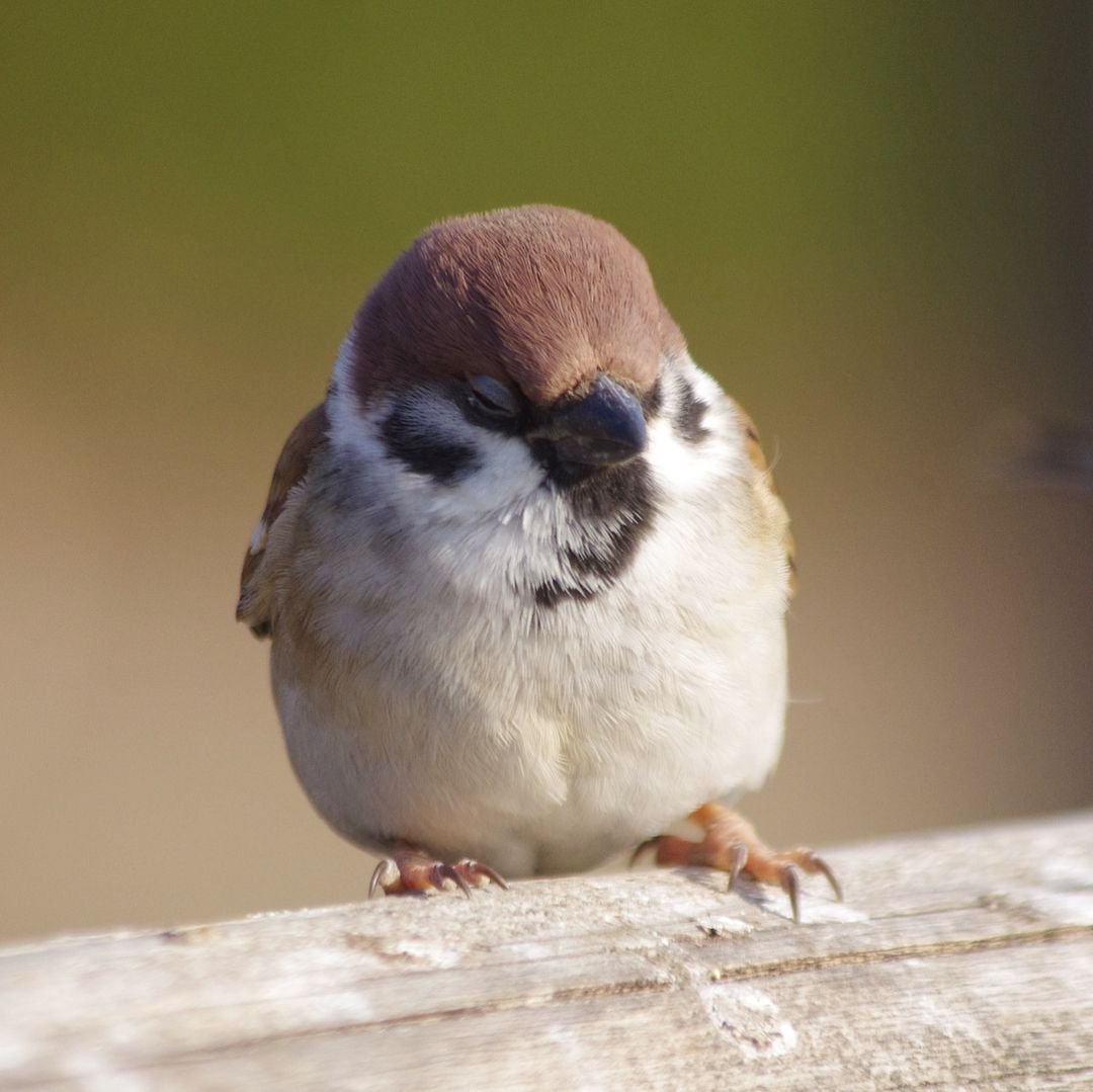 Воробушек фильм 2011