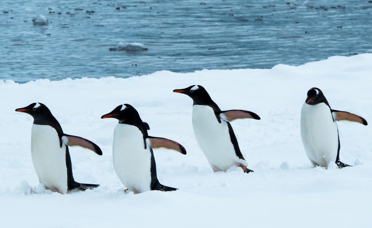 Субантарктический Пингвин Египет