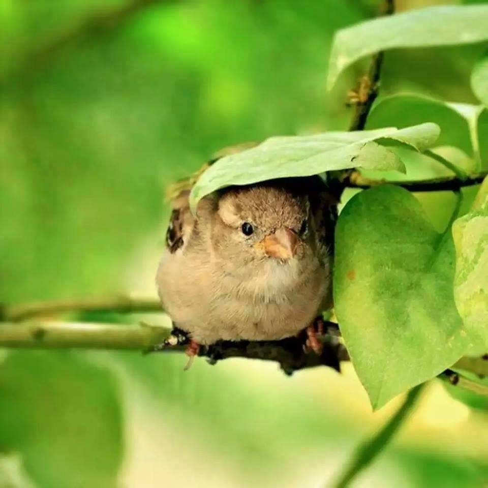 Воробей в кормушке