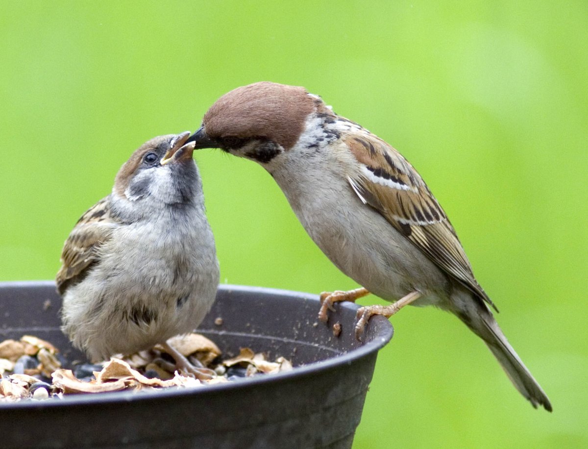 Воробьи семья