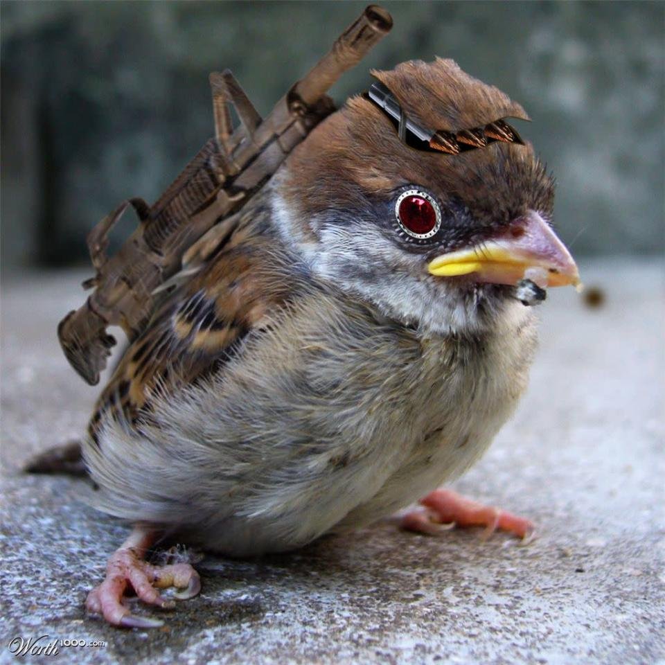 Воробей девочка