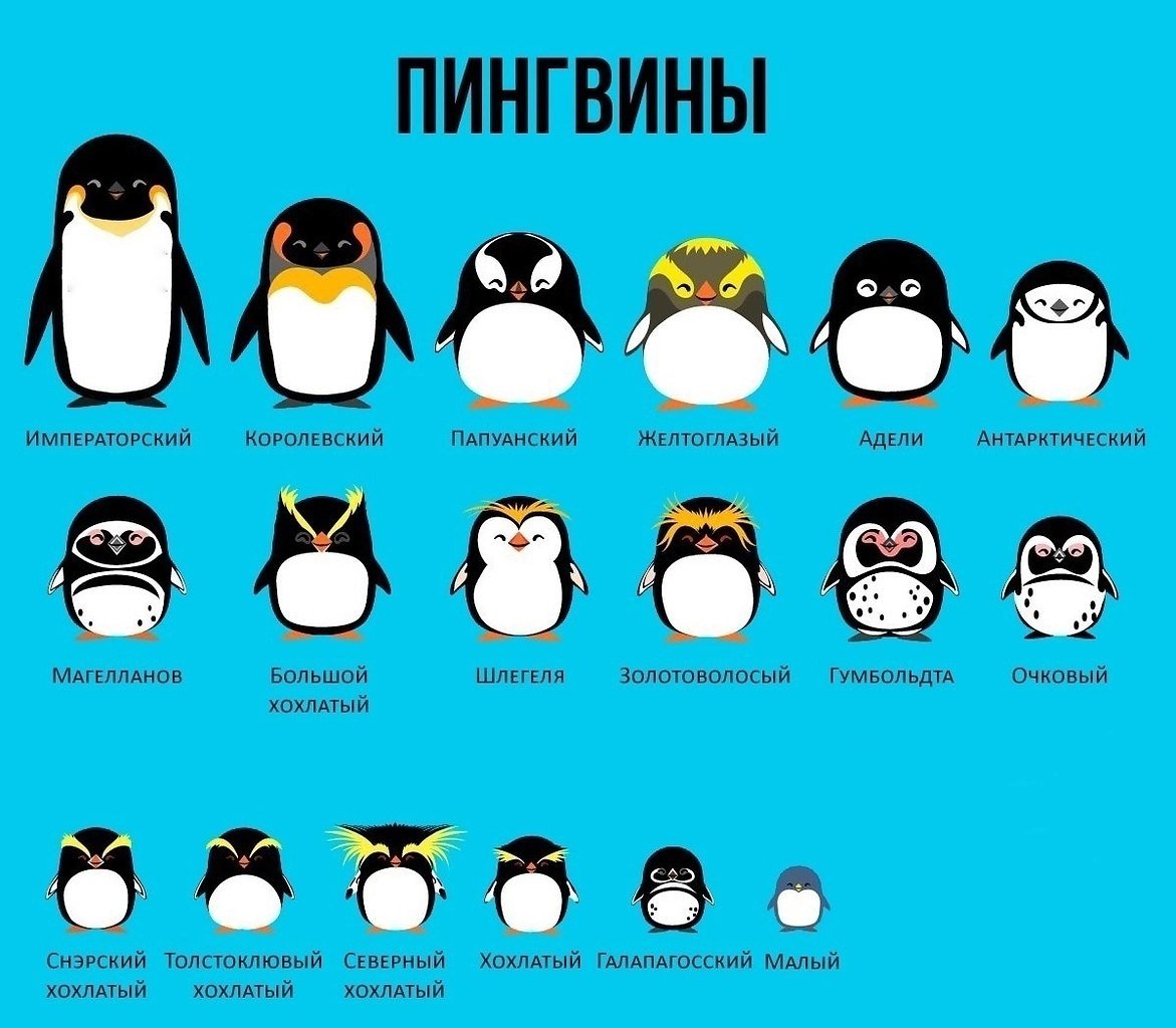 Куча пингвинов