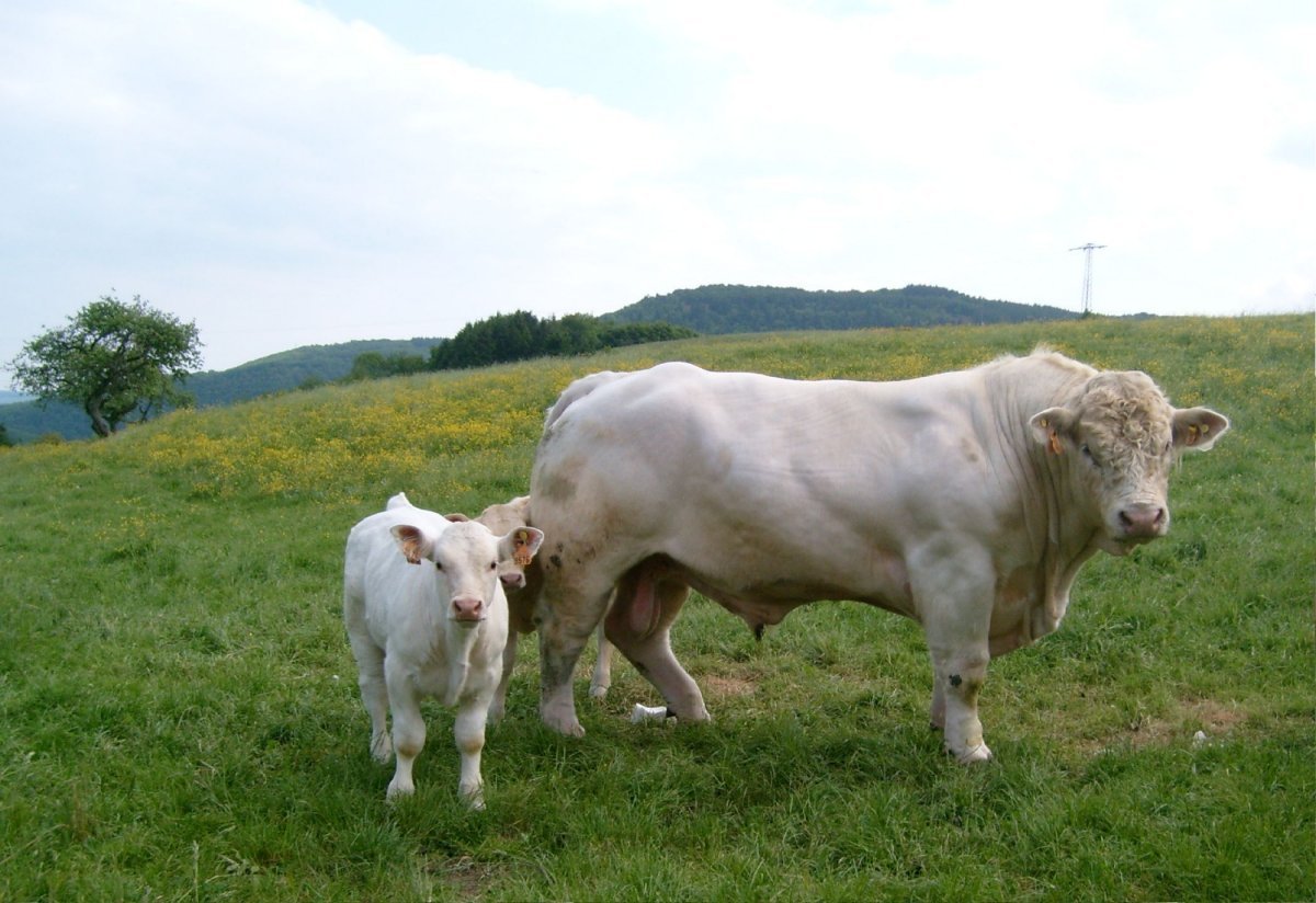 Порода КРС Шароле