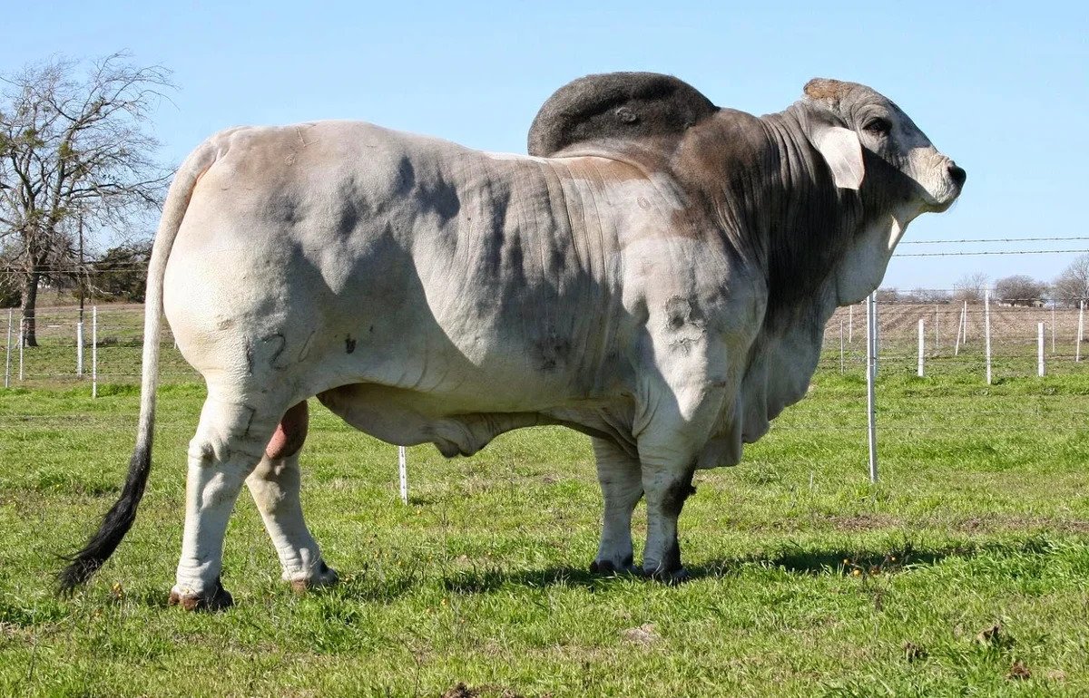 Шароле клипарт