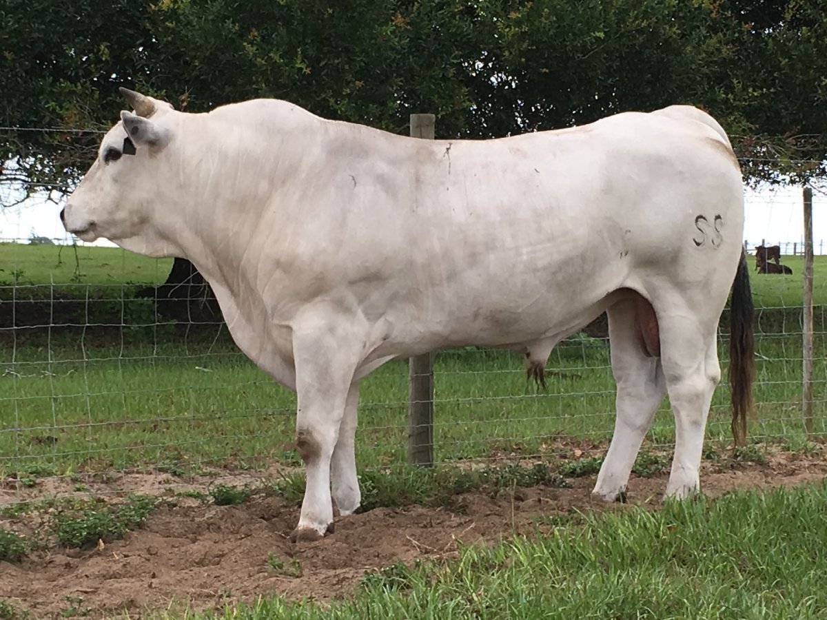 Норвежская корова