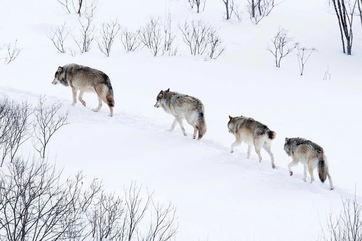 Волк на дереве