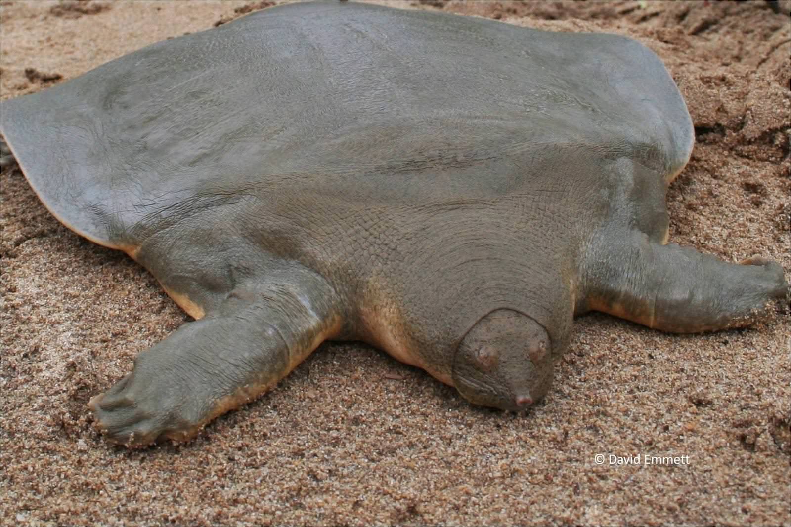 Гигантская мягкотелая черепаха - 69 фото