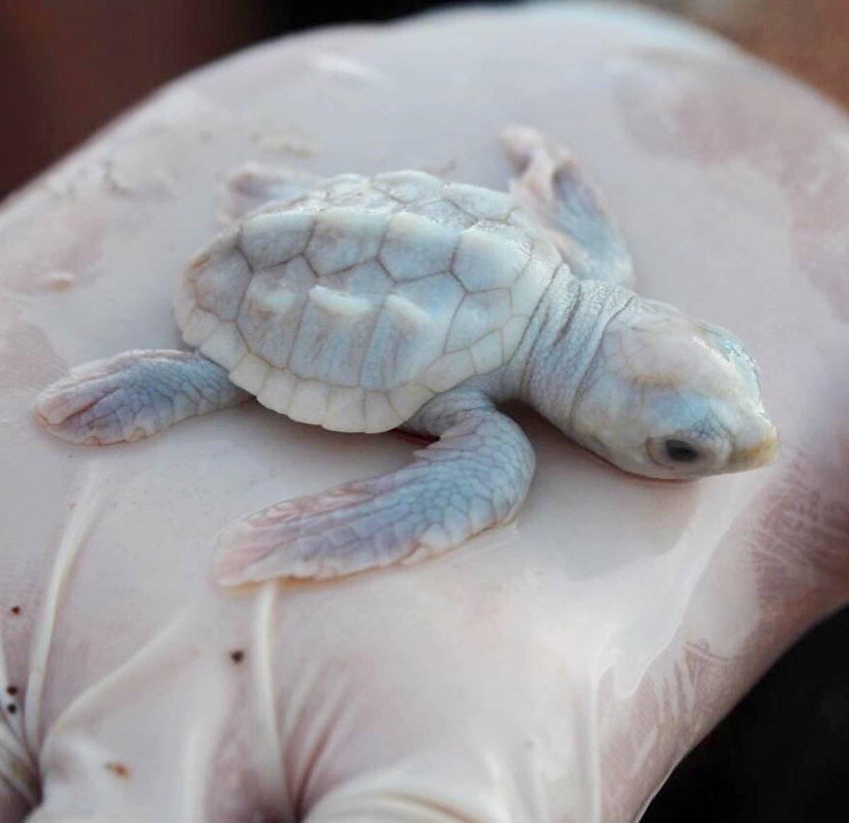 Черепаха альбинос