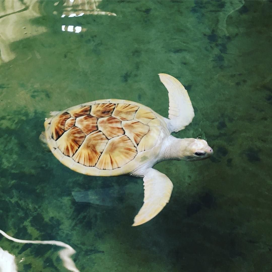Морская черепаха альбинос