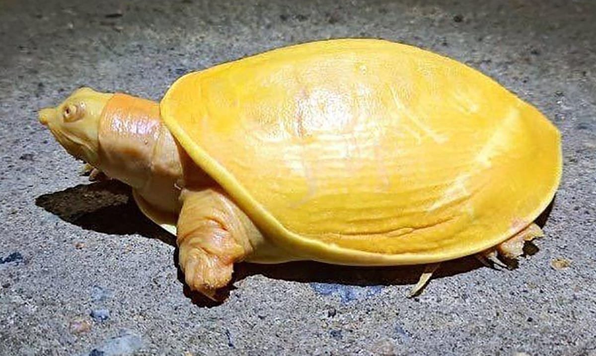 Черепаха альбинос желтая