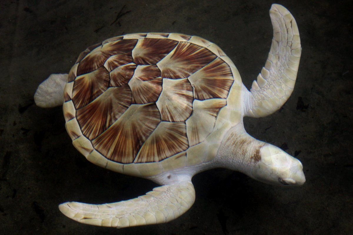 Морская черепаха альбинос