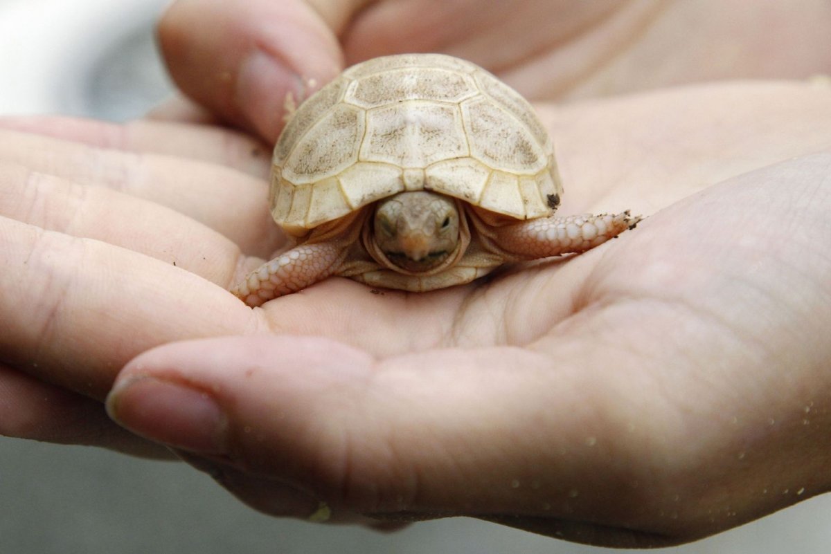 Черепаха альбинос