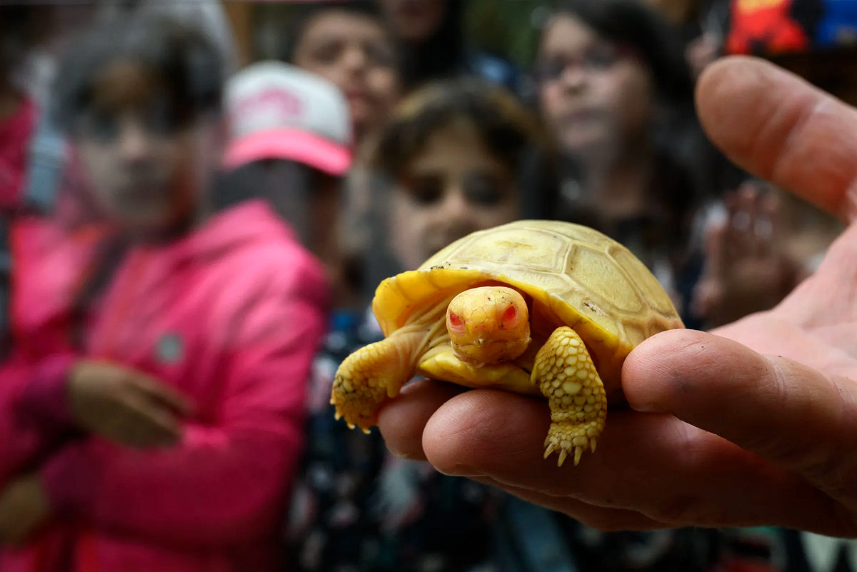 27 Ноября день поддержки черепах Turtle adoption Day