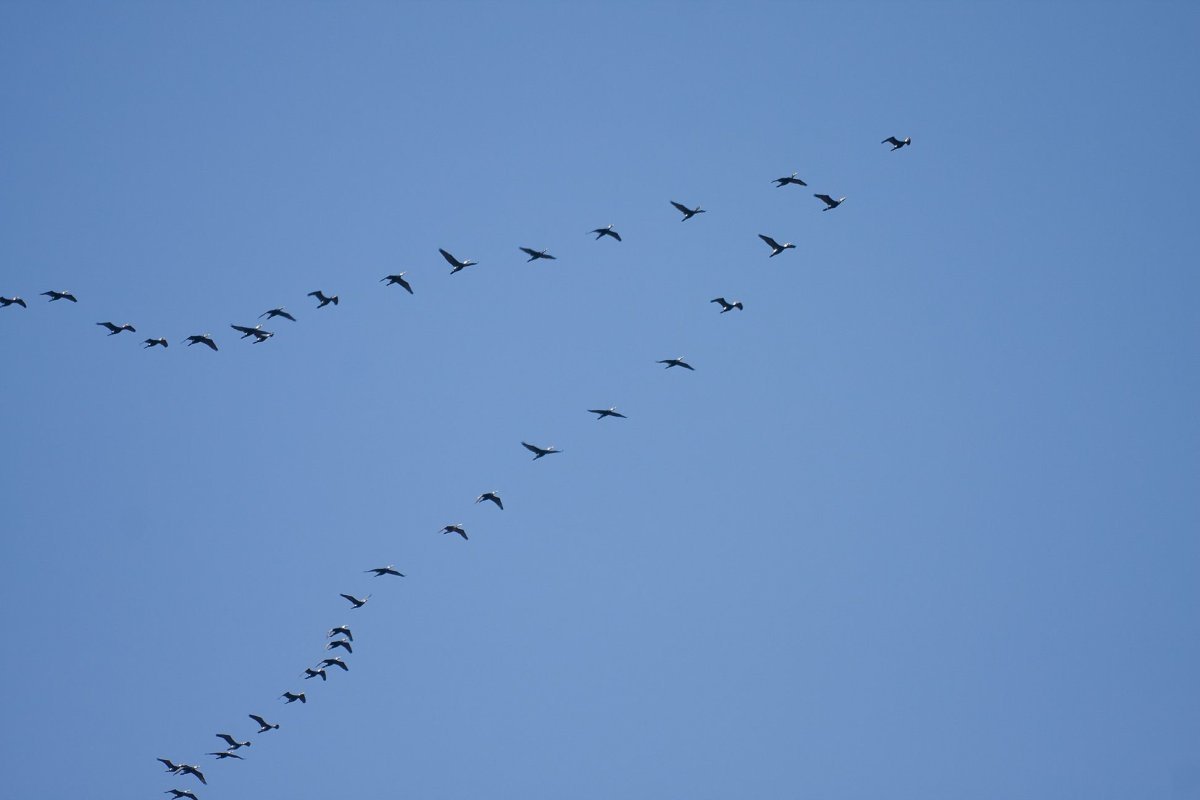 Гуси перелетные птицы Клин