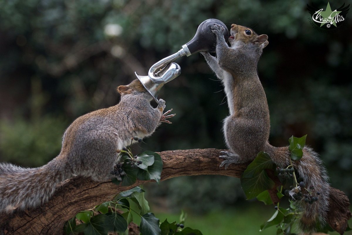 Белка с другими животными