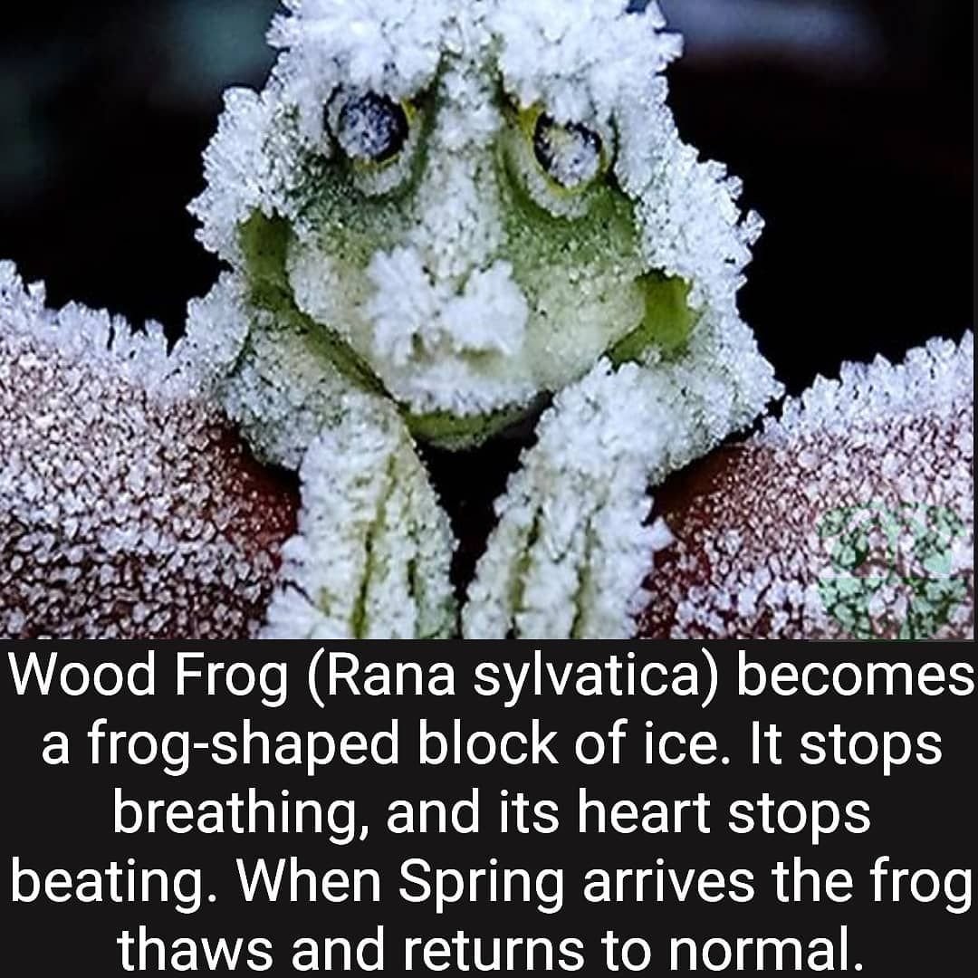 Анабиоз лягушки